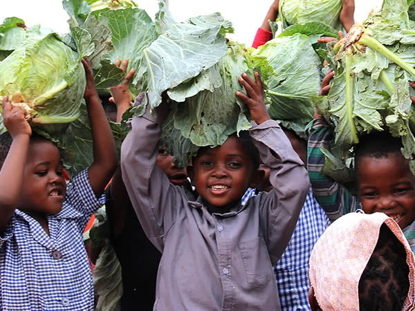 cabbage for vulnerable children in Africa